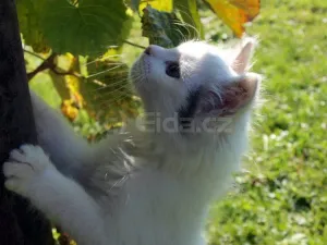 Zvědavá kočička
