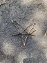 Pentagramček
