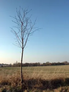 Stromek