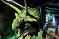 Hodný triceratops