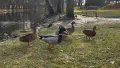 Vrubozobé dobrodružství