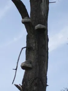 Houby na stromě