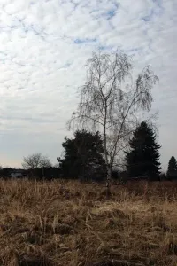 Nějaký ten björk po cestě