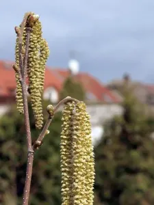 Jaro na předměstí