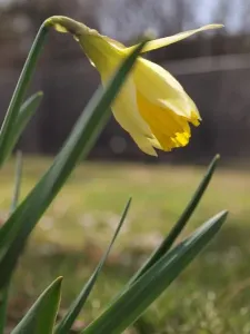 Bitevní narcis