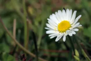 Nová sedmikráska a žádné další