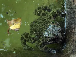 Žabka v rohu