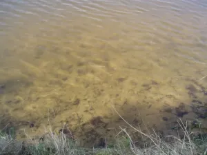 Voda - Stříbrný rybník