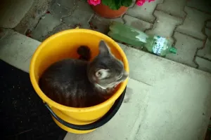 Plný kýbl mňoukání