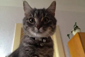 Meow