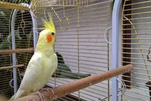 Píp píp písk