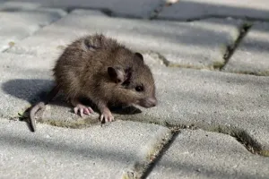 Potkáně