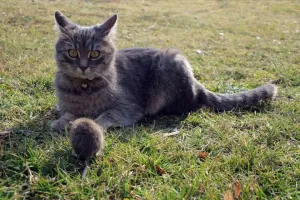 Myškování