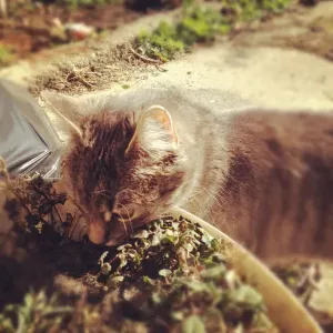 Meow