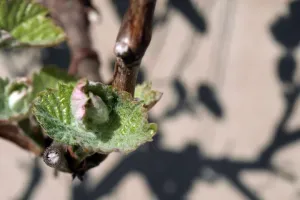 List jako miska