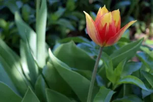 Švihácký tulip