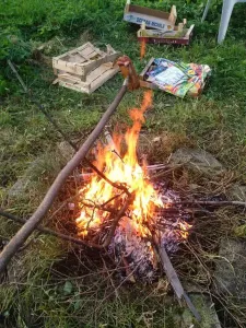 Plameňák