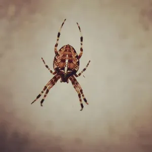 Spidergram - jediný venkovní pavouk