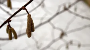 Sněhové jehnědy