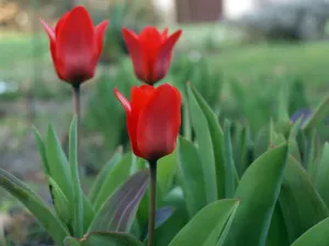 Důstojné tulipy