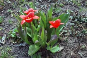 Rozklad tulipů