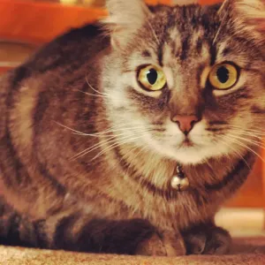 Meow