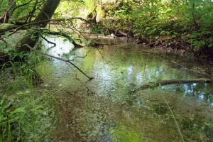 Močál I