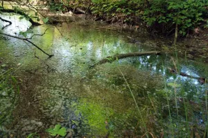 Močál II