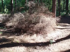 Roští na zemi
