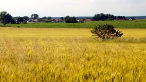 Pole s keřem