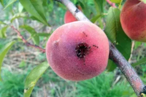 Mravenčí broskve