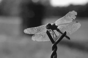Letí jak DragonFly BSD