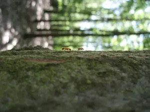 Mravenčí utopie