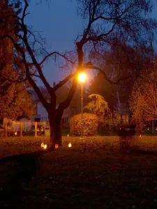 Dýňový strom
