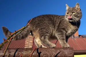Snědení anděla