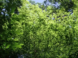 Zelenina