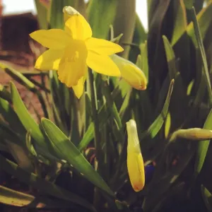 Odvaha narcisů