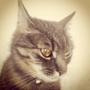 Meow