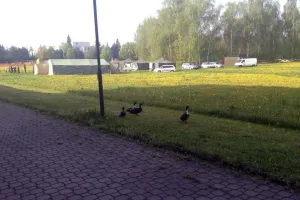 Vojenské cvičení kachen