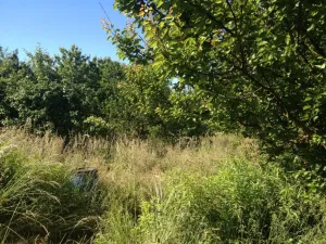 Jungle biome
