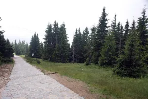 Cesta