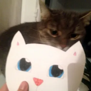 Kočičí kočení