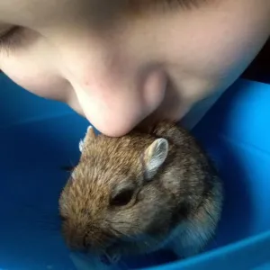 Myšky