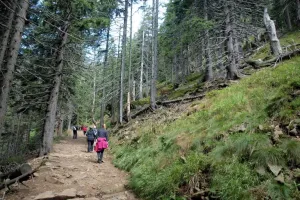 Suchostromové biomy