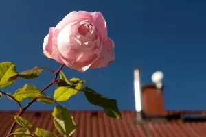 Technorůže