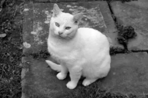 Kočení
