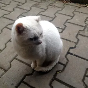 Kávový kocour