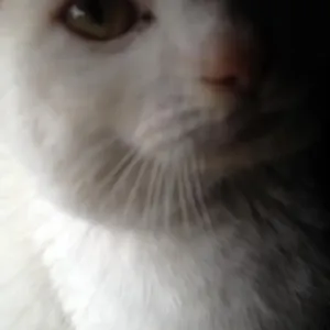 Kocour přes celou fotku