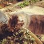 Meow