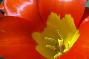 Náruč tulipu